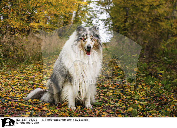 longhaired Collie / SST-24335