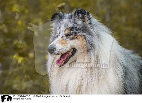 longhaired Collie / SST-24337