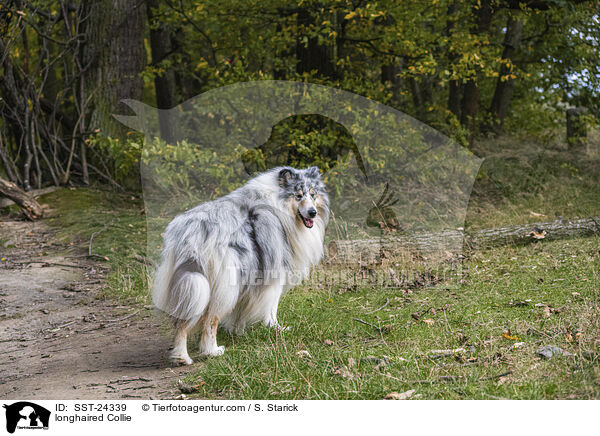 Langhaarcollie / longhaired Collie / SST-24339