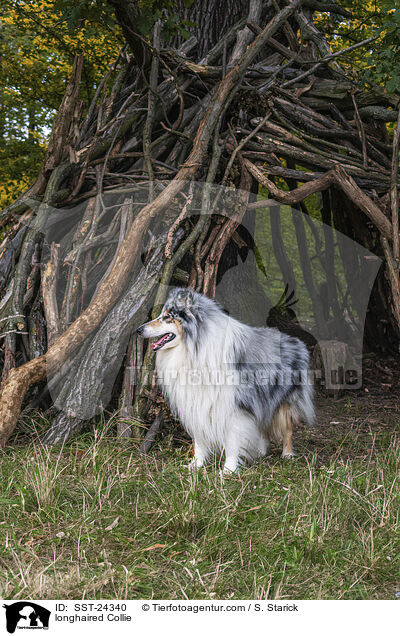 Langhaarcollie / longhaired Collie / SST-24340
