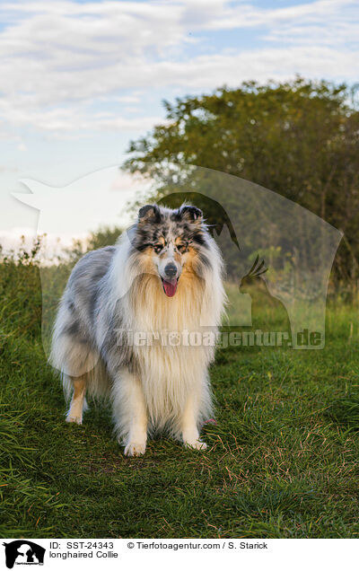 longhaired Collie / SST-24343