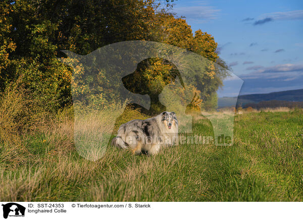 longhaired Collie / SST-24353