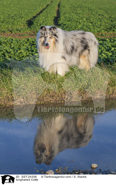 Langhaarcollie / longhaired Collie / SST-24356