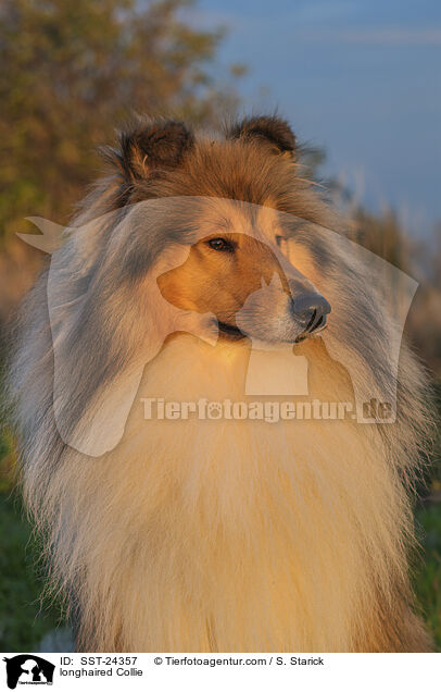 longhaired Collie / SST-24357
