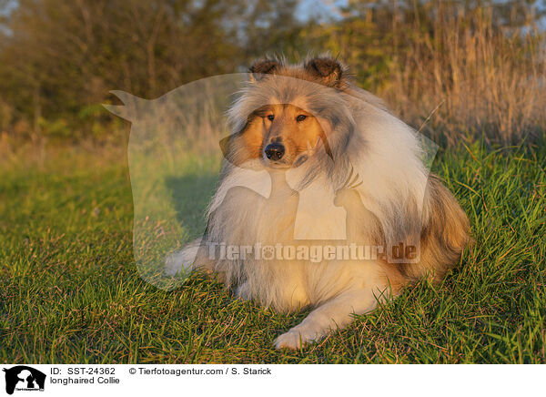 Langhaarcollie / longhaired Collie / SST-24362