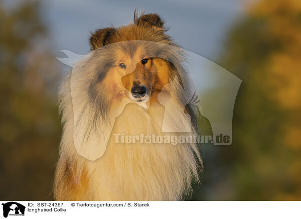 longhaired Collie / SST-24367