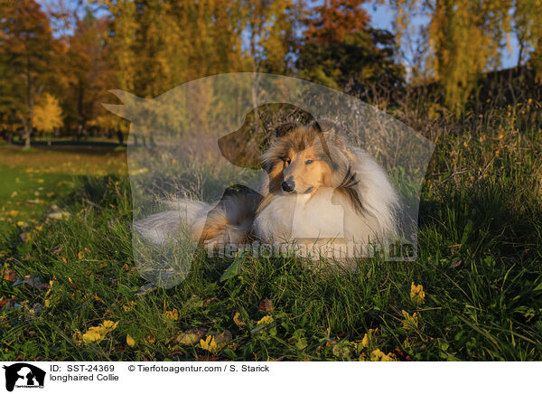 longhaired Collie / SST-24369