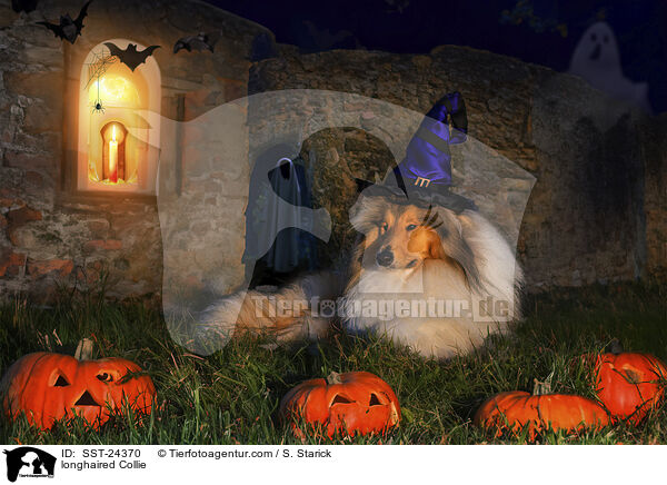 Langhaarcollie / longhaired Collie / SST-24370
