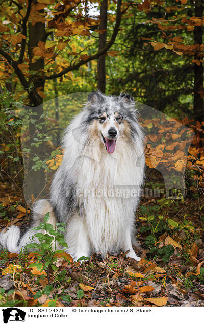longhaired Collie / SST-24376