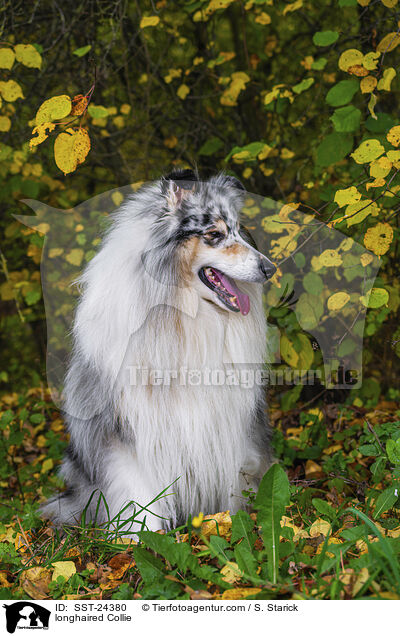 longhaired Collie / SST-24380