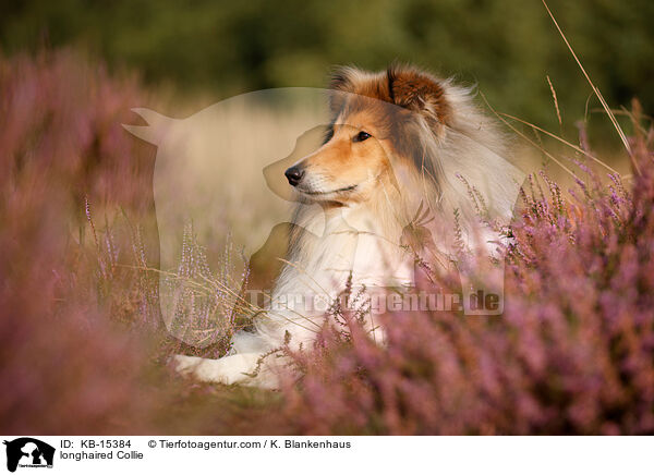 longhaired Collie / KB-15384