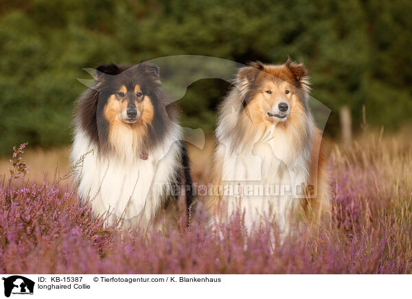 Langhaarcollie / longhaired Collie / KB-15387