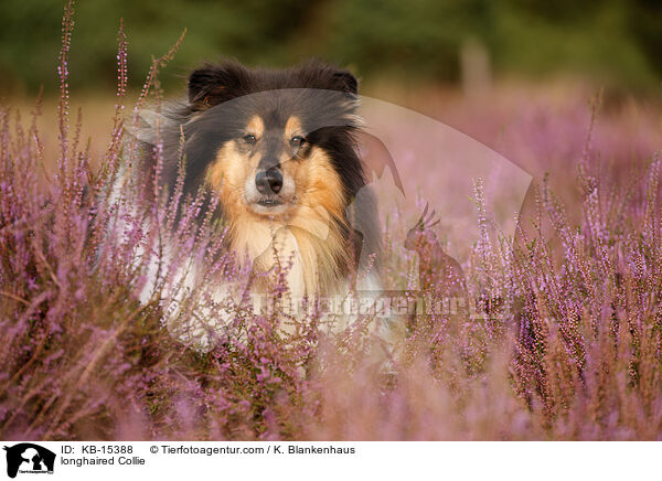 Langhaarcollie / longhaired Collie / KB-15388