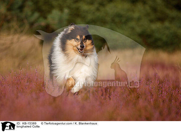longhaired Collie / KB-15389