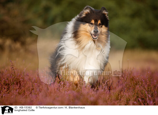 Langhaarcollie / longhaired Collie / KB-15392