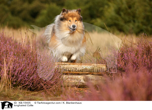 Langhaarcollie / longhaired Collie / KB-15405
