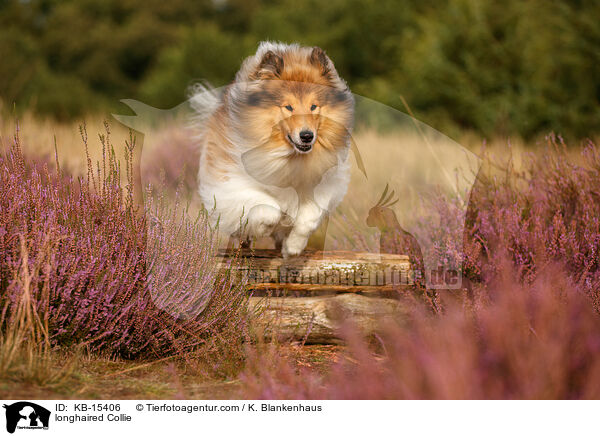 Langhaarcollie / longhaired Collie / KB-15406