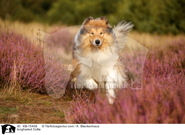 Langhaarcollie / longhaired Collie / KB-15408