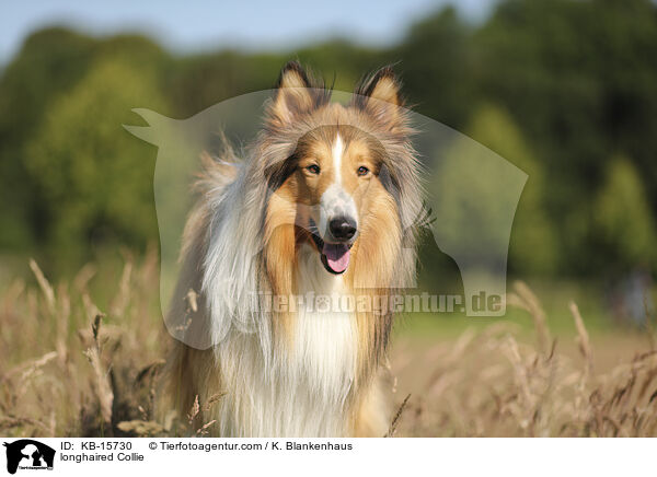 Langhaarcollie / longhaired Collie / KB-15730