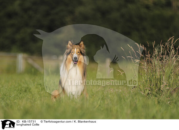 longhaired Collie / KB-15731