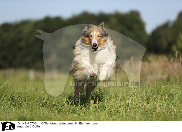longhaired Collie / KB-15736