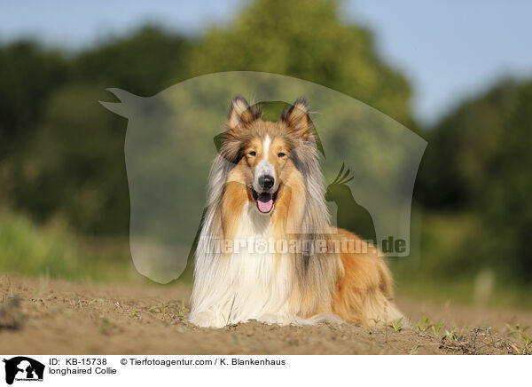 longhaired Collie / KB-15738