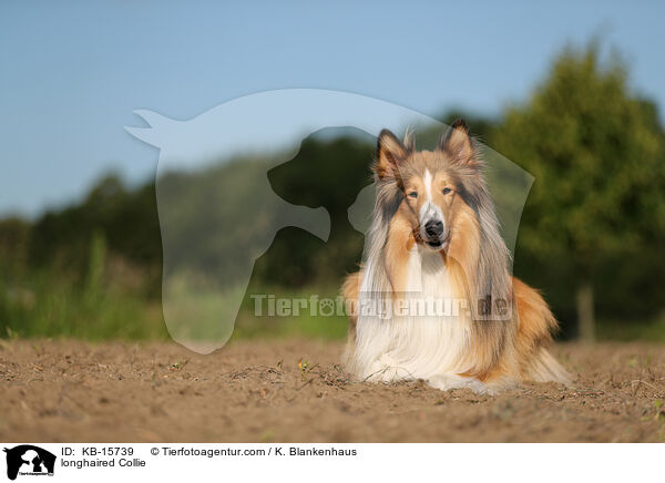 longhaired Collie / KB-15739