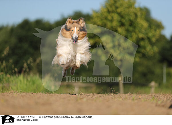longhaired Collie / KB-15743