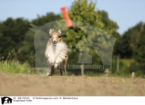 longhaired Collie / KB-15745