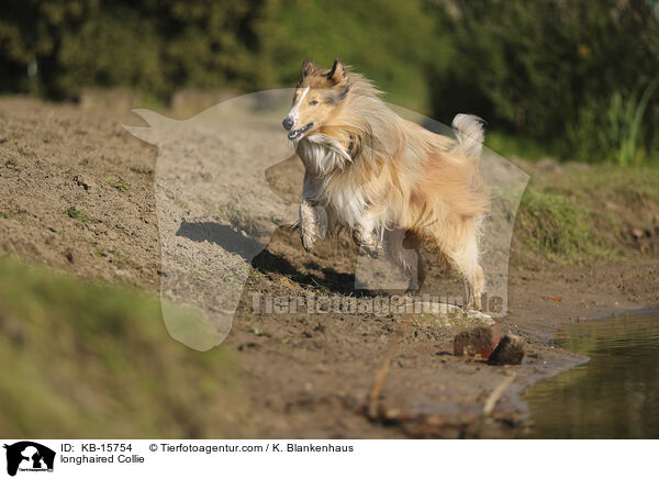 Langhaarcollie / longhaired Collie / KB-15754