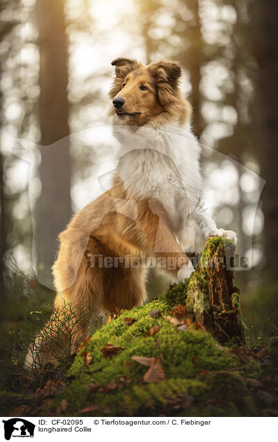 longhaired Collie / CF-02095