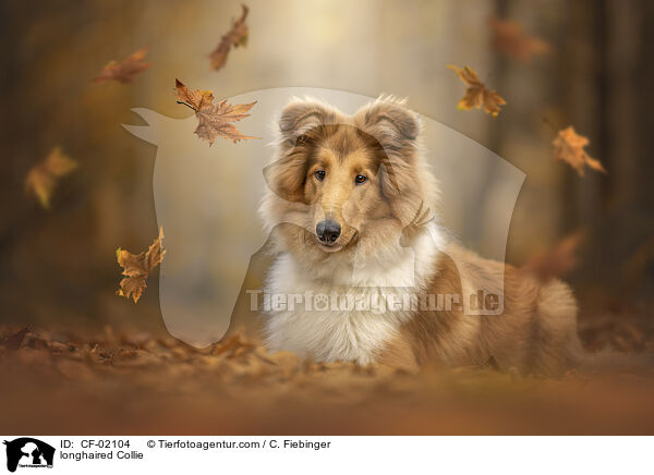 longhaired Collie / CF-02104