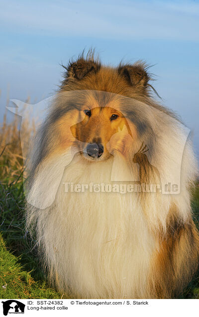 Lannghaarcollie / Long-haired collie / SST-24382