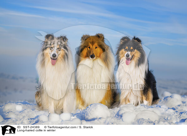 Langhaarcollie im Winter / Long-haired collie in winter / SST-24389