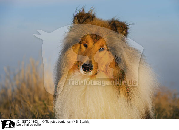 Lannghaarcollie / Long-haired collie / SST-24393