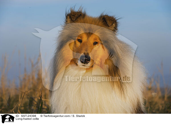 Long-haired collie / SST-24398