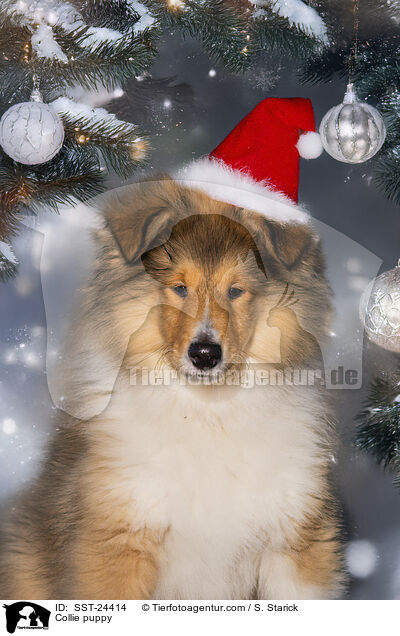 Collie Welpe / Collie puppy / SST-24414