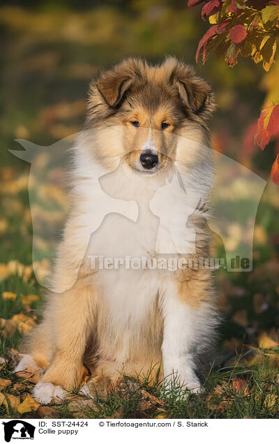 Collie puppy / SST-24424
