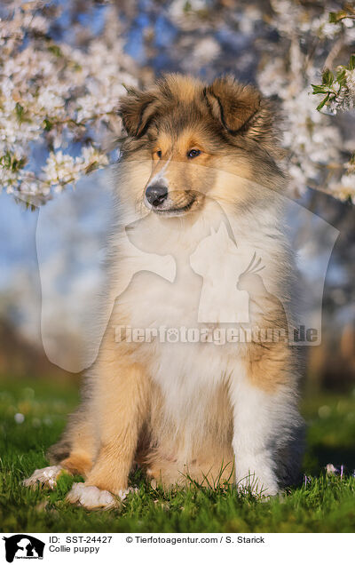 Collie puppy / SST-24427