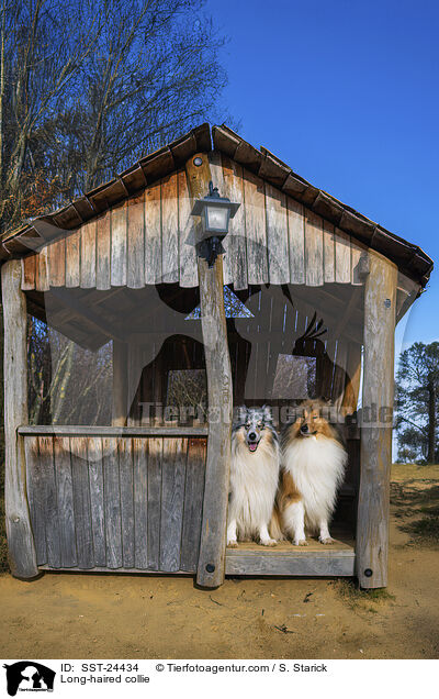 Long-haired collie / SST-24434