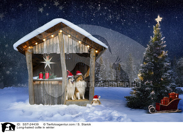 Langhaarcollie im Winter / Long-haired collie in winter / SST-24439