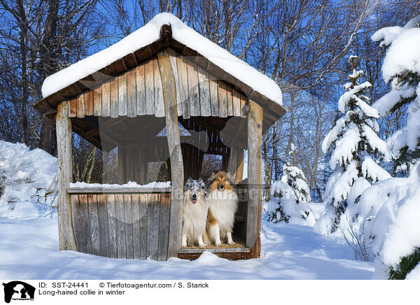 Long-haired collie in winter / SST-24441