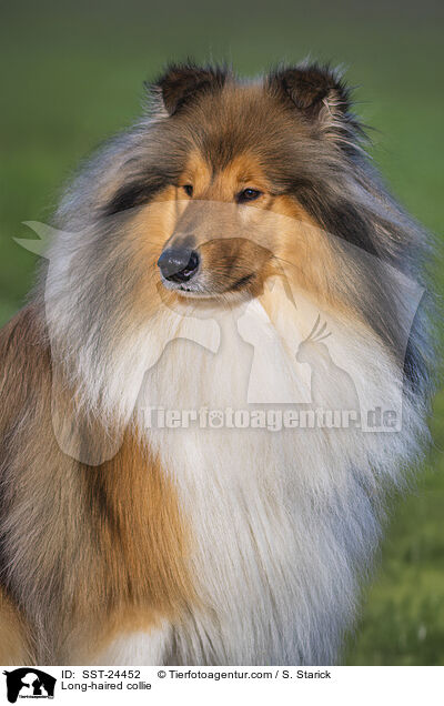 Long-haired collie / SST-24452