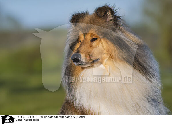 Long-haired collie / SST-24459