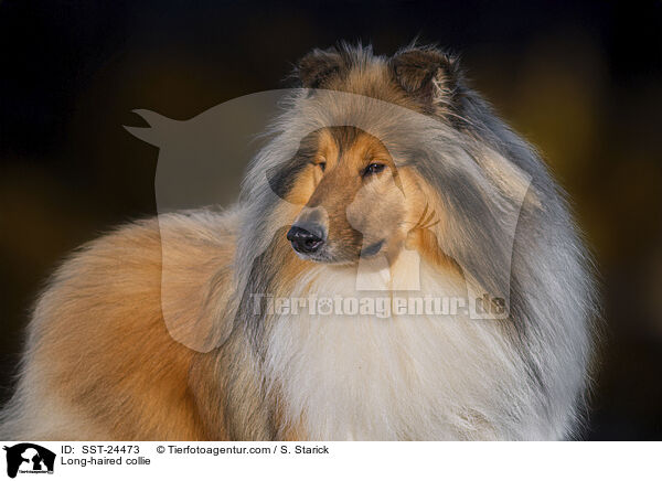 Long-haired collie / SST-24473