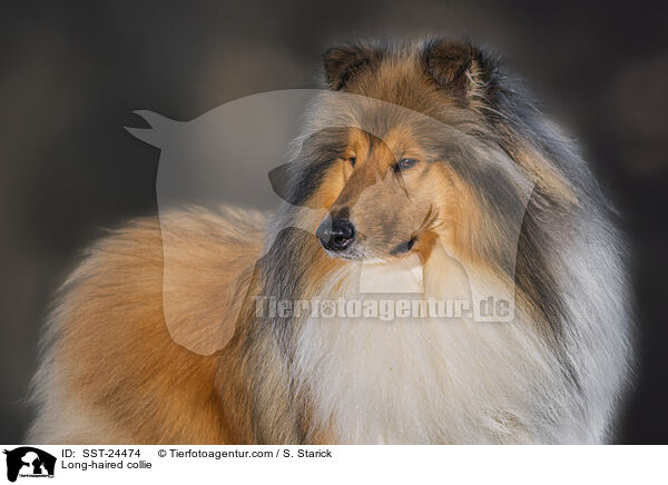 Long-haired collie / SST-24474