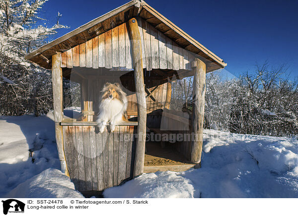 Langhaarcollie im Winter / Long-haired collie in winter / SST-24478