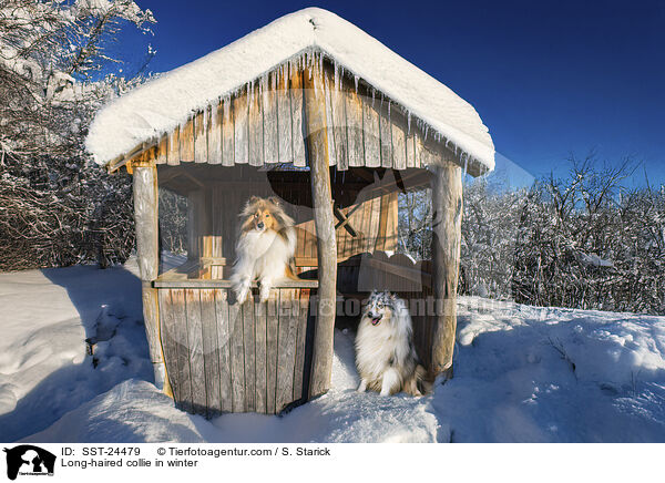 Langhaarcollie im Winter / Long-haired collie in winter / SST-24479