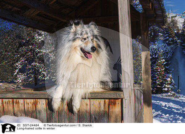 Long-haired collie in winter / SST-24484
