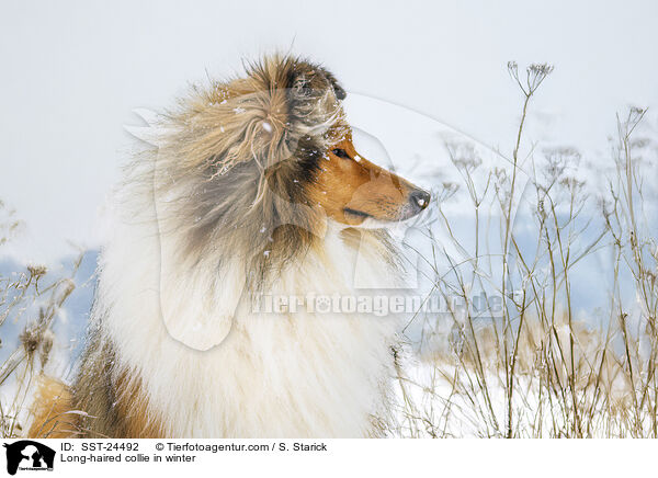 Long-haired collie in winter / SST-24492